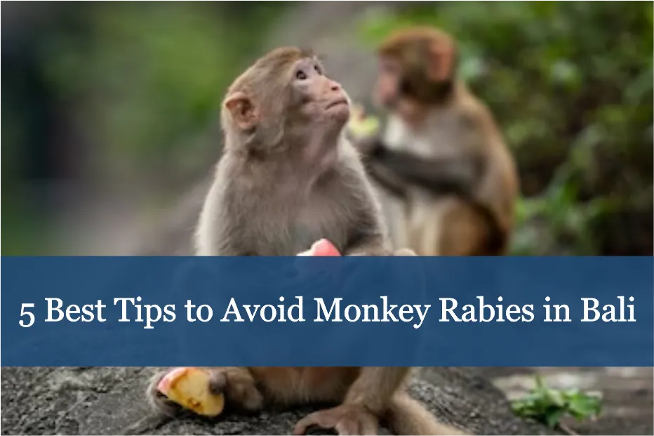 5 Best Tips to Avoid Monkey Rabies in Bali