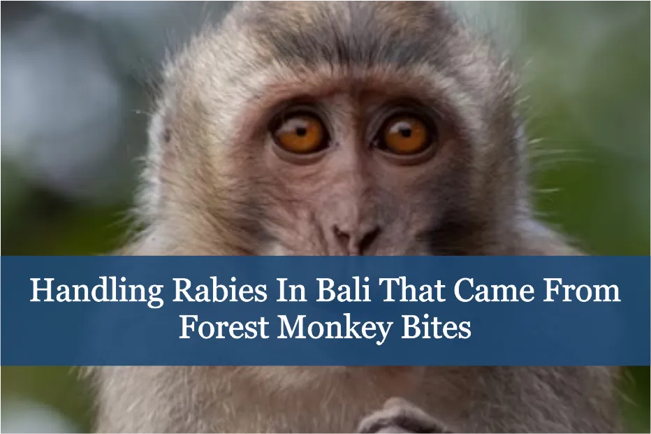 Handling rabies in Bali that came from forest monkey bites