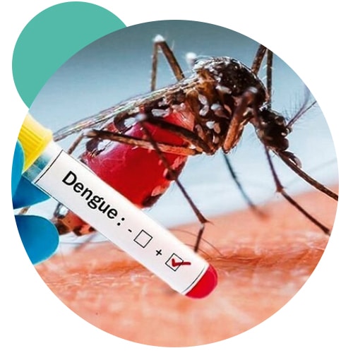dengue-test-saline-bali