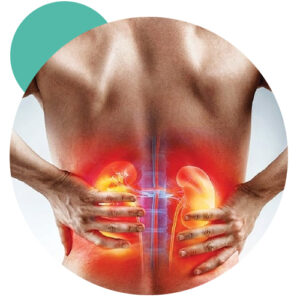 Kidney Fuction