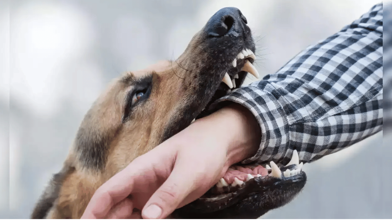 Causes and Transmission of Rabies