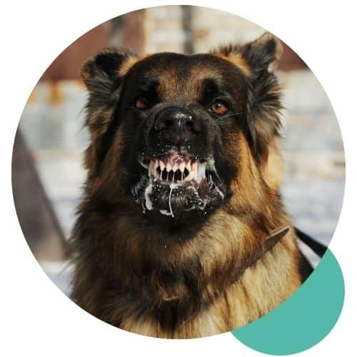 Featured Images Rabies Immunoglobulin Bali