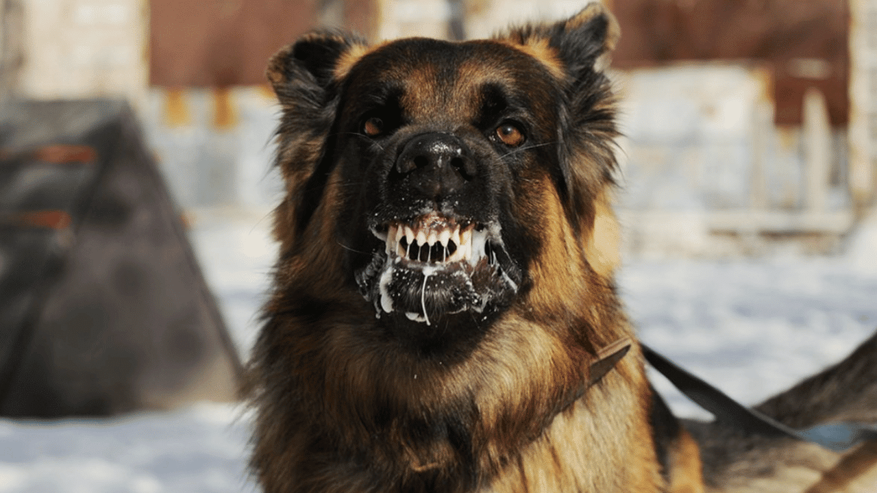 Rabies Immunoglobulin Bali