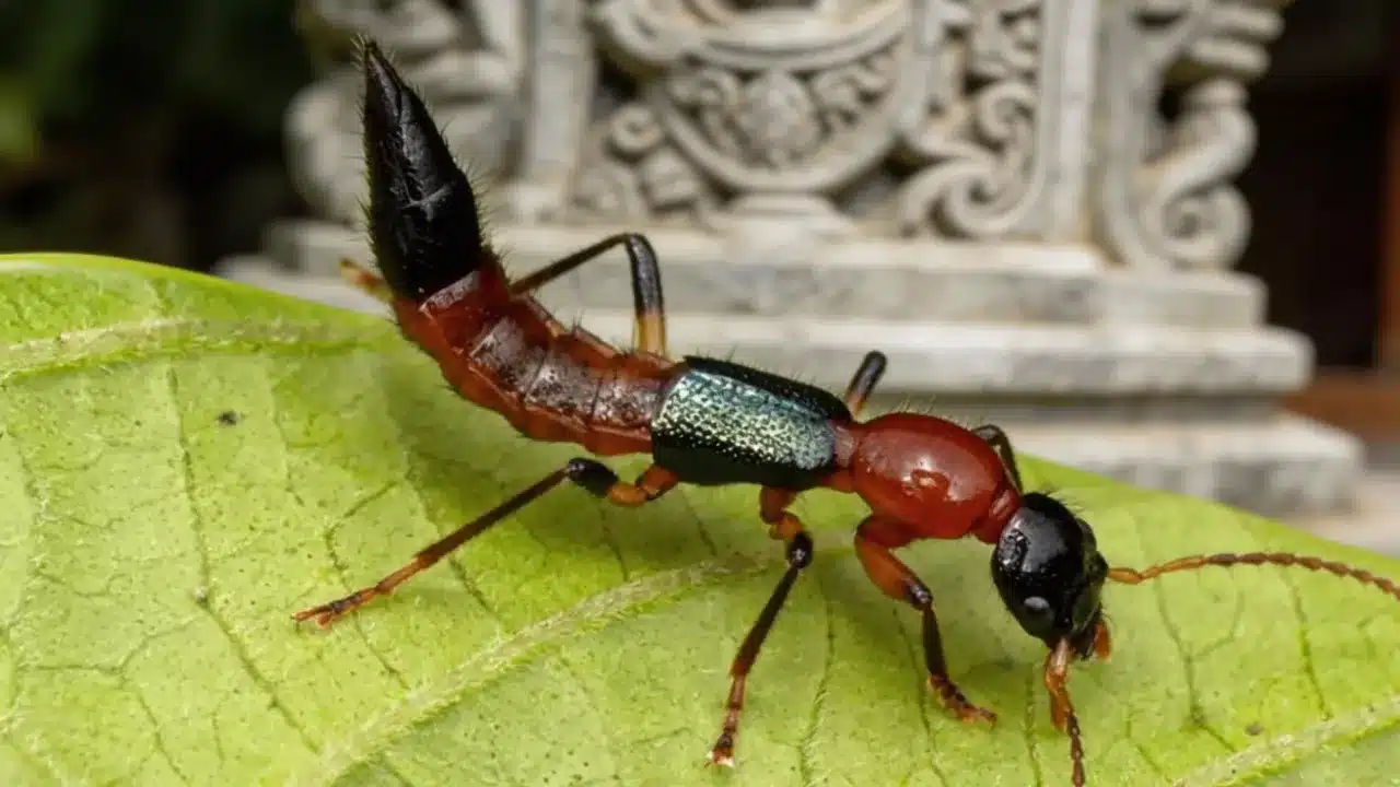 understanding-the-bali-bug-phenomenon