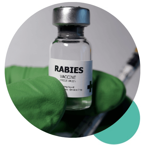 How much is rabies shot in Bali Featured Image