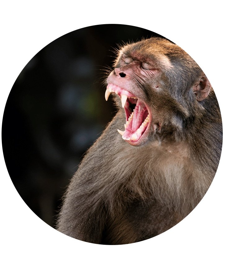 Monkey Bite and Rabies Risk in Bali What You Must Know
