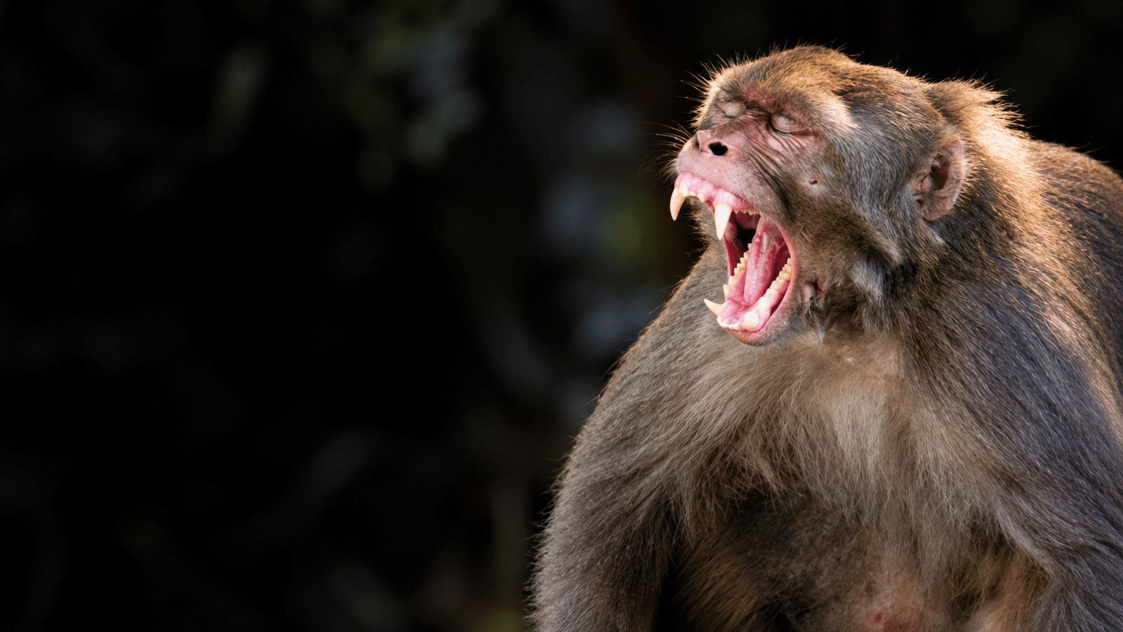 Monkey Bites and Rabies Risk in Bali
